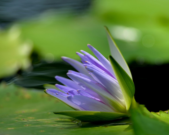 Обои картинки фото цветы, лилии водяные,  нимфеи,  кувшинки, water, lilies, flowers, the, lake, озеро, водяные, лилии