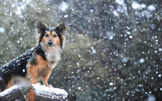 Обои картинки фото животные, собаки, взгляд, снег