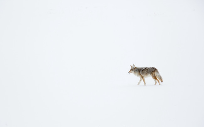Обои картинки фото животные, волки,  койоты,  шакалы, луговой, волк, койот, снег, зима