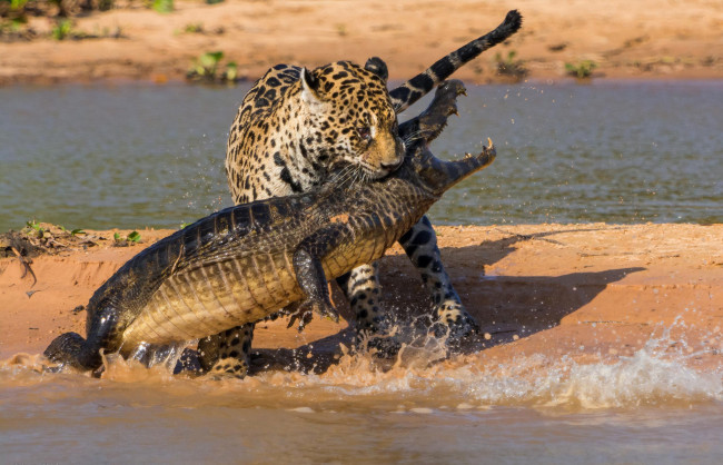 Обои картинки фото животные, разные вместе, битва, ягуар, крокодил, охота