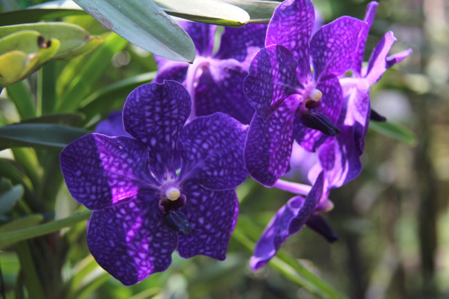 Обои картинки фото цветы, орхидеи, фиолет