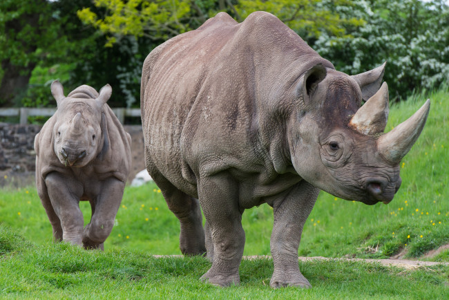 Обои картинки фото животные, носороги, детеныш, двурогий, носорог