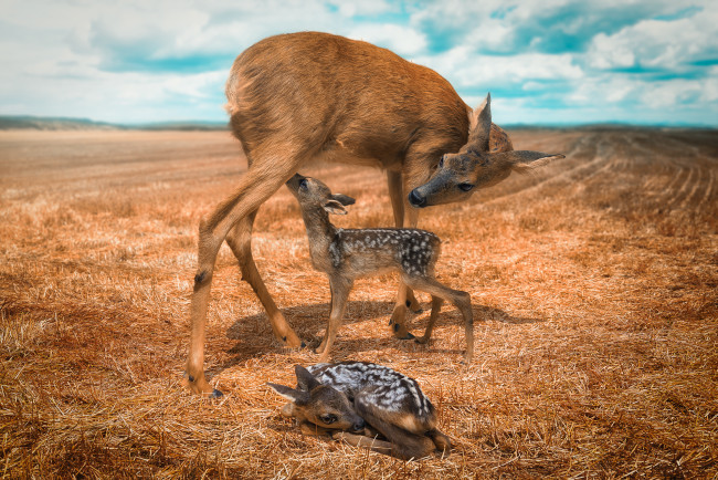 Обои картинки фото животные, олени, оленята, олениха, поле, детёныши, материнство
