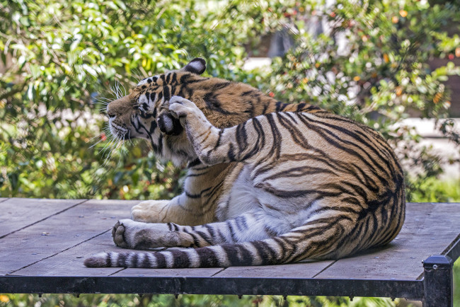 Обои картинки фото животные, тигры, помост, тигр