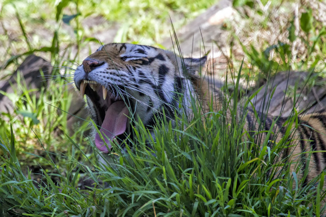 Обои картинки фото животные, тигры, тигр, трава