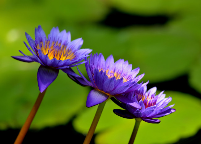 Обои картинки фото цветы, лилии водяные,  нимфеи,  кувшинки, озеро, водяные, лилии