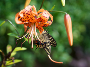 Картинка животные бабочки +мотыльки +моли тычинки фон бабочка лепестки макро лилиия цветок