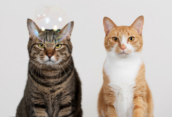 Картинка животные коты кошки двое рыжий серый взгляд мыльный пузырь фон
