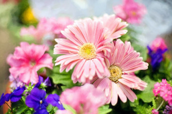обоя цветы, герберы, маргаритки, фиалки, розовые, синие, лепестки, сад, весна, свет, боке