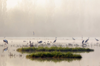 обоя животные, журавли, утро, озеро, туман, птицы, природа