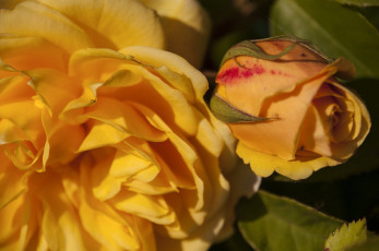 Картинка цветы розы роза бутон жёлтая