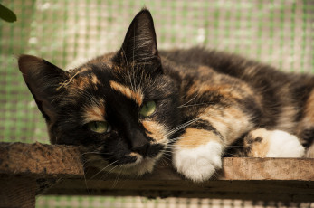 Картинка животные коты кошка взгляд ушки