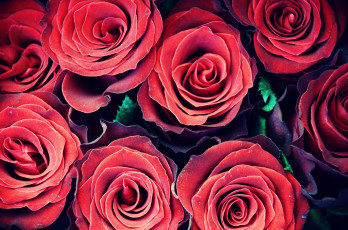 Картинка цветы розы flora красные флора roses red flowers