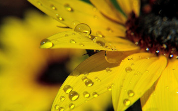 Картинка цветы dew роса sunflower macro flower желтый подсолнух макро цветок yellow