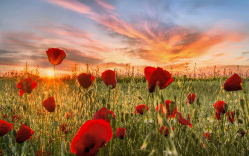 Картинка цветы маки красные поле луг закат облака природа