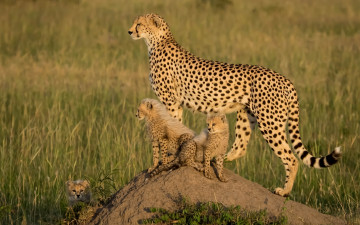 Картинка животные гепарды африка детёныши котята