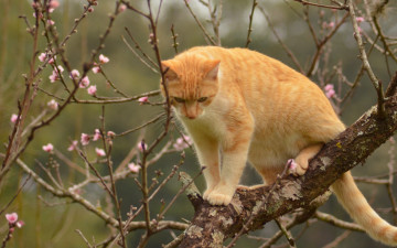Картинка животные коты кот кошка рыжая на дереве дерево ветки весна