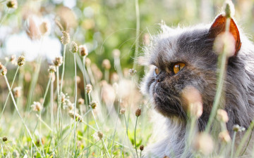 Картинка животные коты персидский кот перс пушистый морда трава