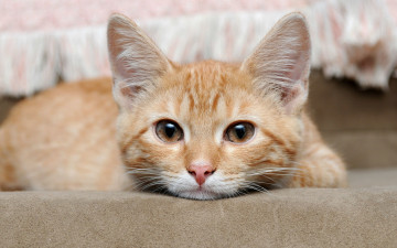 Картинка животные коты рыжий animal cat eyes животное глаза кошка