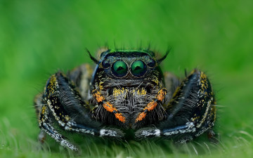 Картинка животные пауки паук природа макро