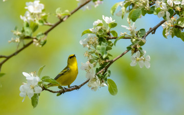 Картинка животные птицы пеночковый певун птица ветка цветки цветение весна
