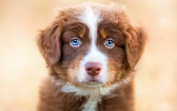 Картинка животные собаки собака взгляд щенок голубые глаза