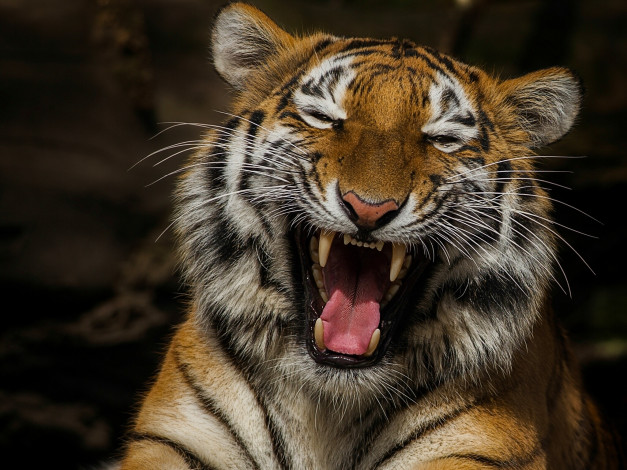 Обои картинки фото животные, тигры, смеющийся, тигр, смех, пасть, клыки, язык, настроение, портрет