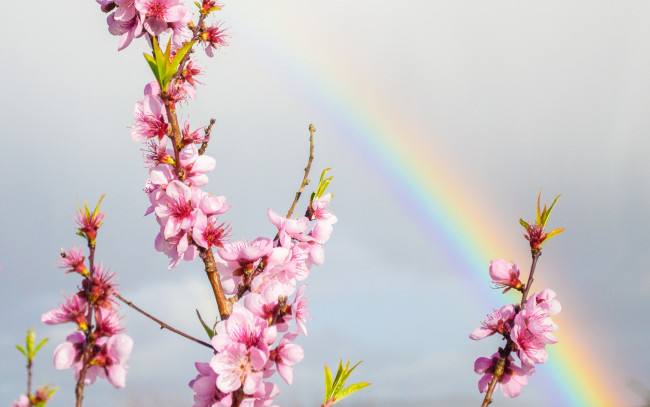 Обои картинки фото цветы, цветущие деревья ,  кустарники, весна, сад, радуга, ветка, небо