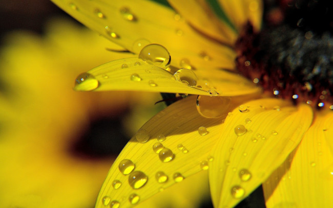 Обои картинки фото цветы, dew, роса, sunflower, macro, flower, желтый, подсолнух, макро, цветок, yellow