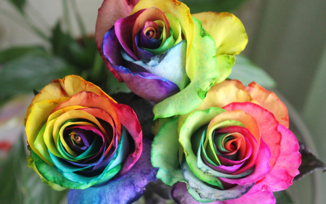 Обои картинки фото цветы, розы, зеленое, настроение, день, радуга