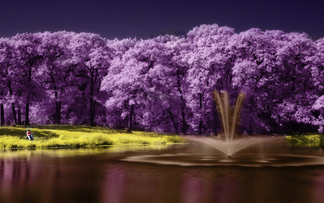 Обои картинки фото разное, компьютерный дизайн, озеро, дерево, scenery, lake, фиолетовый, пейзаж, purple, tree