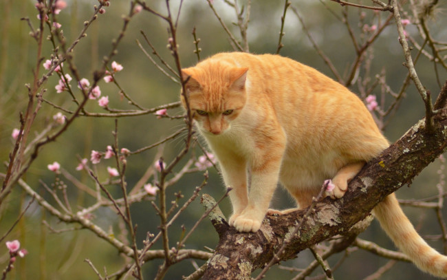 Обои картинки фото животные, коты, кот, кошка, рыжая, на, дереве, дерево, ветки, весна