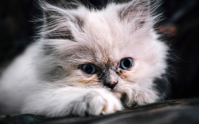 Обои картинки фото животные, коты, котёнок, пушистый, мордочка, голубые, глаза
