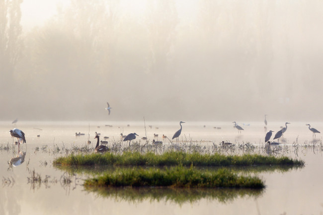 Обои картинки фото животные, журавли, утро, озеро, туман, птицы, природа