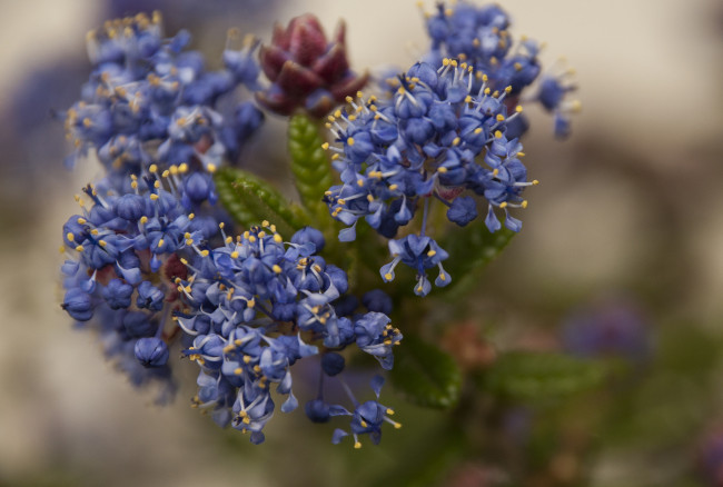 Обои картинки фото цветы, макро, синие