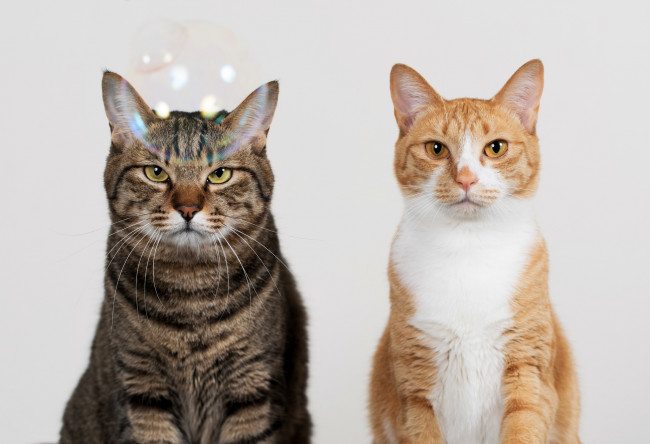 Обои картинки фото животные, коты, кошки, двое, рыжий, серый, взгляд, мыльный, пузырь, фон