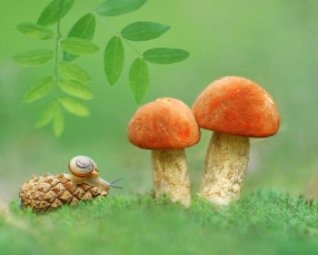 Картинка животные улитки макро шишка грибы улитка природа