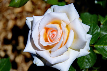 Картинка цветы розы белый цвет