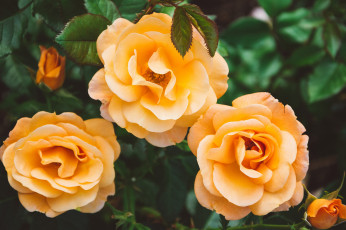 Картинка цветы розы оранжевые лепестки