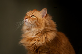 Картинка животные коты портрет кошка взгляд рыжий кот