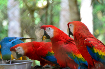 Картинка животные попугаи попугай окрас перья клювик птица