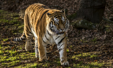 Картинка животные тигры трава