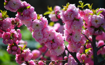 обоя цветы, цветущие деревья ,  кустарники, розовый, цвет