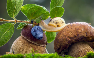 Картинка животные улитки боровики ягода улитка трава макро голубика грибы