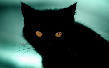 Картинка животные коты черный