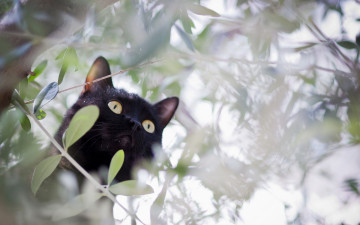 Картинка животные коты листья черный