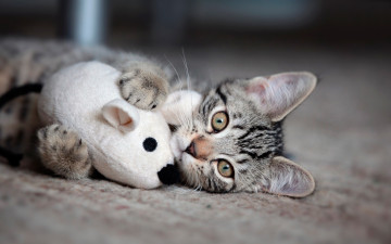 Картинка животные коты мышь игрушка