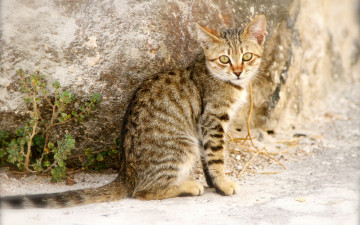 Картинка животные коты растение камень