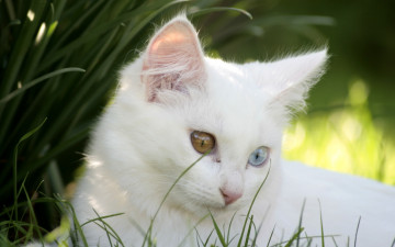 Картинка животные коты трава разные глаза