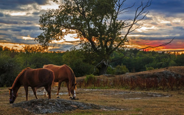 Картинка животные лошади облака деревья трава двое